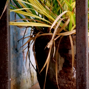 Pot de fleur avec plante verte sur des étagères en fer rouillé - Belgique  - collection de photos clin d'oeil, catégorie clindoeil